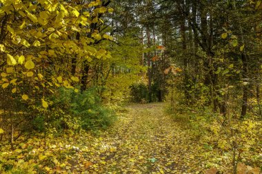 Sonbaharın güzel orman