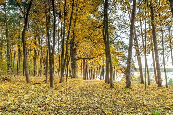 Amarillo bonito bosque —  Fotos de Stock