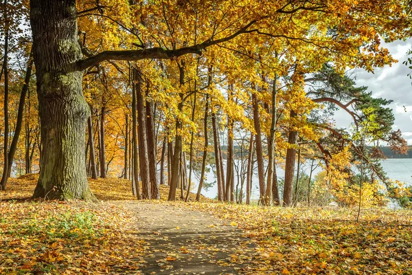 Yellow leaves in forest — Stock Photo, Image