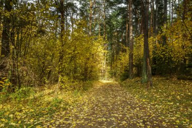 Sarı yapraklar ile orman