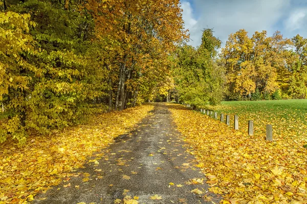 El camino entre los árboles amarillos —  Fotos de Stock