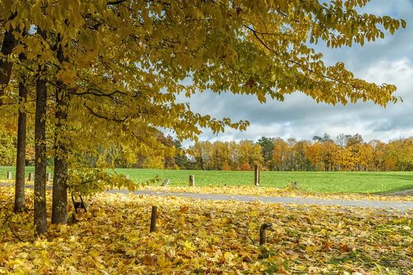 Quand les feuilles tombent — Photo