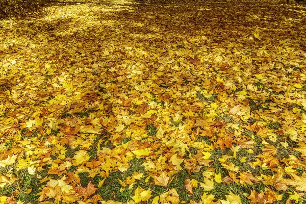 Přírodní znečištění v lese — Stock fotografie