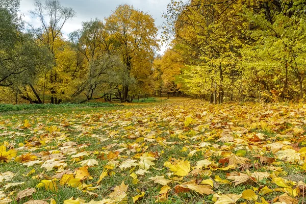 Forêt jaune et belle — Photo