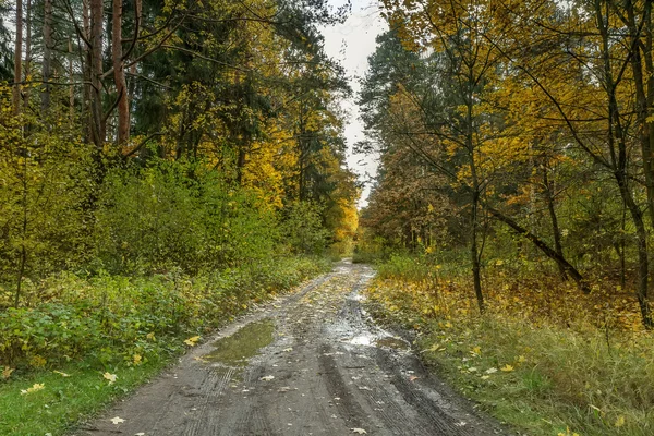 The trail between the trees yellow — Stock Photo, Image