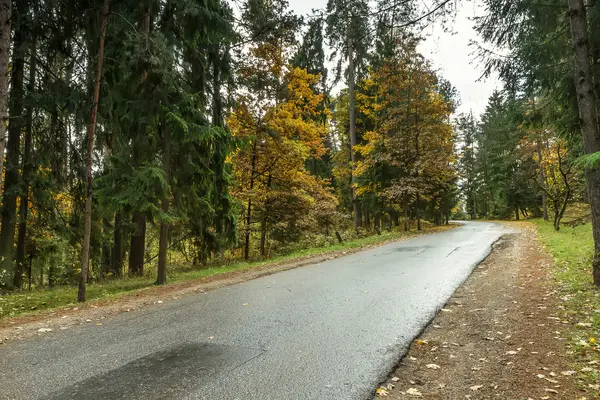 Droga do lasu — Zdjęcie stockowe
