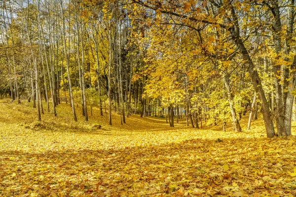 Amarillo en todos los bosques —  Fotos de Stock
