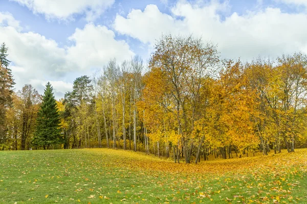 Κίτρινα φύλλα στο πεδίο — Φωτογραφία Αρχείου