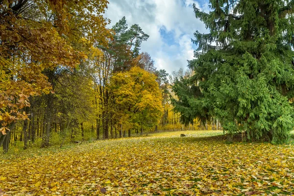 Forêt en automne — Photo