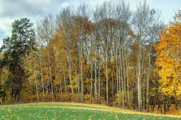 À la fin de la forêt extérieure — Photo