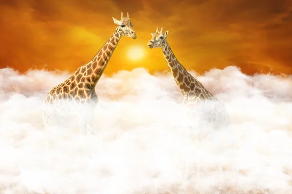 Rendezvous of two giraffes above the clouds — Stock Photo, Image
