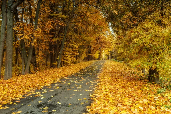 El camino a través del otoño —  Fotos de Stock