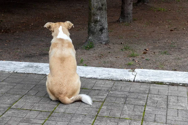 Homeless dog with a chip in its ear sits with its back on the ground