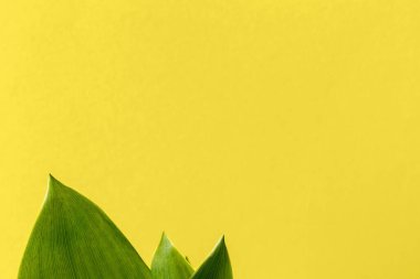 Nilüfer çiçeğinin yeşil yaprakları. Parlak sarı bir zemin üzerinde. Kopya alanı var. Yeşil yapraklı parlak doğal bir arka plan. Seçici odak