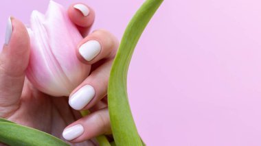 Güzel manikürlü bir kadın eli. Pembe arka planda lale çiçekli beyaz fildişi tırnaklar. Kopya alanı olan pankart. Seçici odak