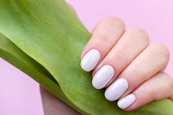 Weibliche Hand Mit Schöner Maniküre Weiße Elfenbeinnägel Mit Tulpenblütenblatt Auf — Stockfoto