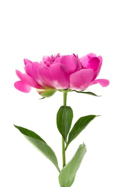 Pembe şakayık beyaz arkaplanda izole edilmiş