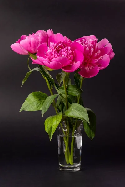 Bouquet di peonie rosa — Foto Stock