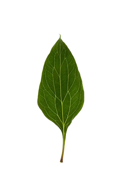 Green leaf of peony on white background — Stock Photo, Image