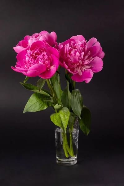 Buquê de peônias rosa — Fotografia de Stock