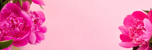 Pinkfarbene Pfingstrosen Nahaufnahme Auf Rosa Hintergrund Mit Kopierraum Florales Breites — Stockfoto