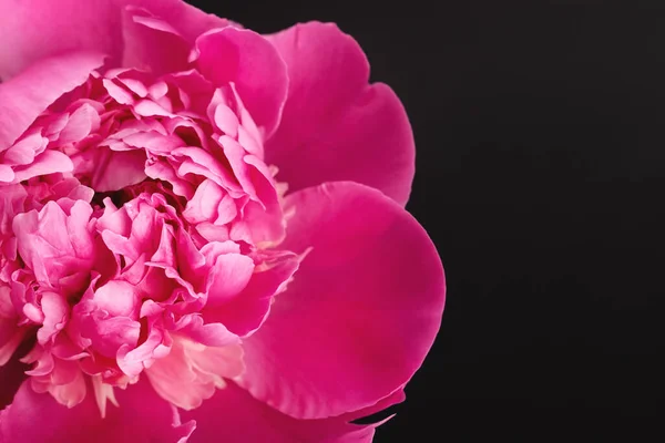 Różowy Piwonia Zbliżenie Czarny Tło Kopia Przestrzeń Kartka Kwiatowa Sztandar — Zdjęcie stockowe