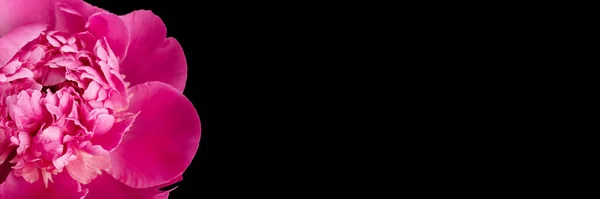 Różowy Piwonia Zbliżenie Czarny Tło Kopia Przestrzeń Szeroka Panoramiczna Sztandar — Zdjęcie stockowe