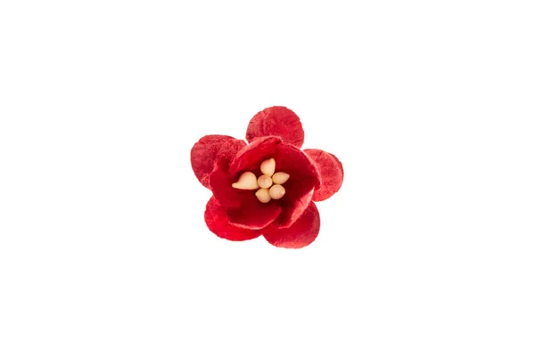 Flor Vermelha Para Scrapbooking Isolada Sobre Fundo Branco Elemento Scrapbook — Fotografia de Stock