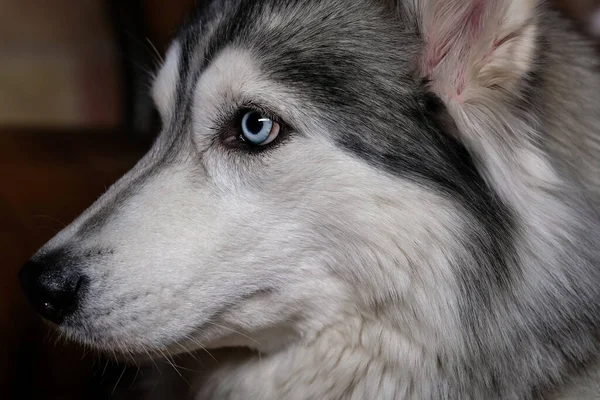 Bonito Macio Husky Senta Sofá Couro Marrom Retrato Cão Descascado — Fotografia de Stock