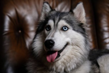Güzel pofuduk Husky kahverengi deri koltukta oturuyor. İri yarı bir köpeğin portresi. Yetişkin köpek.