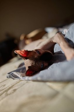 Sabah yatağın üzerinde Kanadalı bir Sphynx cinsinden bir kedi çalınır. Safkan Sphynx kedisi. Yaklaş. Yumuşak odaklanma. Koyu burunlu açık renkli Sphynx kedisi
