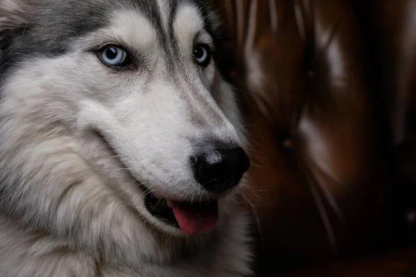 Bonito Macio Husky Senta Sofá Couro Marrom Retrato Cão Descascado — Fotografia de Stock