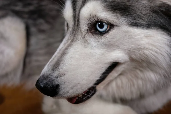 Krásný Načechraný Husky Sedí Hnědé Kožené Pohovce Portrét Chraptivého Psa — Stock fotografie