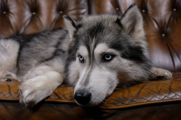 Güzel pofuduk Husky kahverengi deri koltukta oturuyor. İri yarı bir köpeğin portresi. Yetişkin köpek.