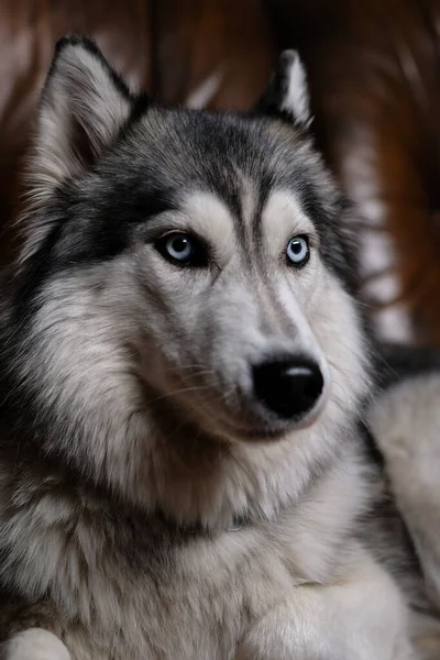 Güzel pofuduk Husky kahverengi deri koltukta oturuyor. İri yarı bir köpeğin portresi. Yetişkin köpek.