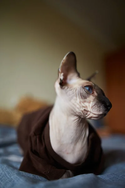 Sphynx Gato Vestido Con Una Camiseta Sienta Cama Esfinge Gato — Foto de Stock