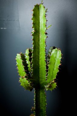 Kaktüs ahşap masada ve mavi çimento arka planda fotokopi alanı tasarım için kullanılabilir. Mavi arka planda eski yeşil bir kaktüs. Yumuşak odak