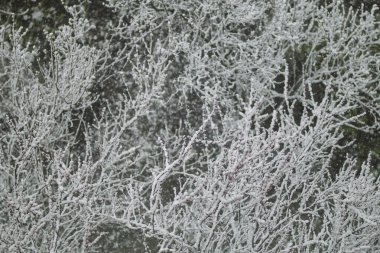 Karlı ağaçlar. Ağaçlara kar yağıyor. Ağaç dallarında kar. İlkbaharda kar