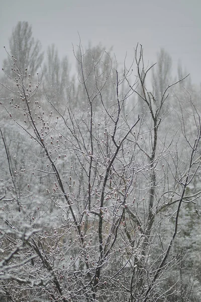 雪の木 木の上の雪だ 木の枝の雪 春の雪 — ストック写真