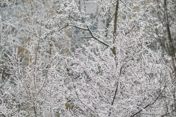 눈덮인 나무들 나무에 내렸다 나뭇가지에 — 스톡 사진