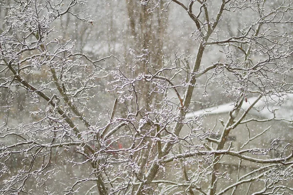 Verschneite Bäume Schnee Auf Den Bäumen Schnee Auf Ästen Schnee — Stockfoto