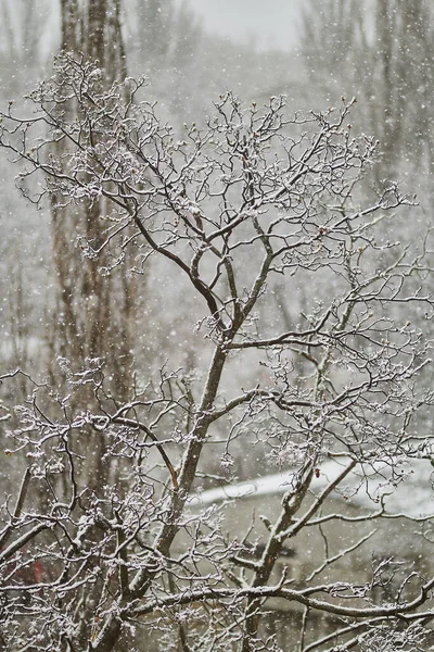 Snowy Trees Snow Trees Snow Tree Branches Snow Spring — Stock Photo, Image