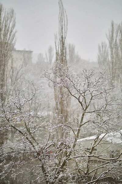 多雪的树树上的雪 树枝上的雪 春天下雪了 — 图库照片