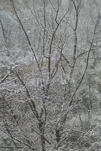 雪の木 木の上の雪だ 木の枝の雪 春の雪 — ストック写真