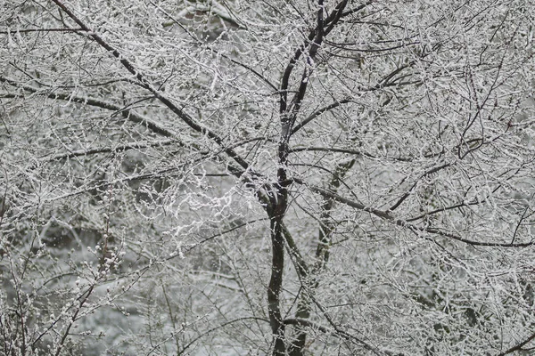 雪の木 木の上の雪だ 木の枝の雪 春の雪 — ストック写真