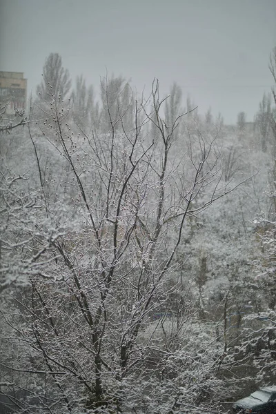 Karlı Ağaçlar Ağaçlara Kar Yağıyor Ağaç Dallarında Kar Lkbaharda Kar — Stok fotoğraf