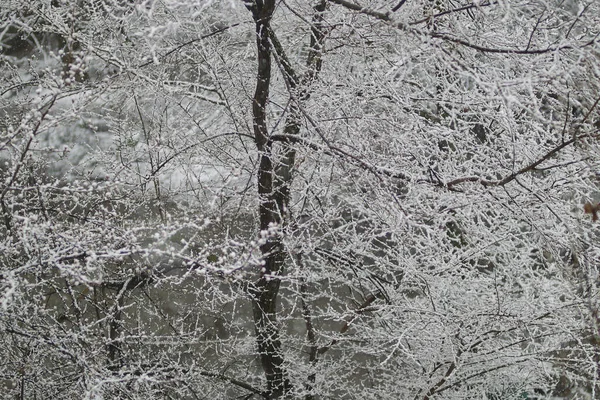 雪の木 木の上の雪だ 木の枝の雪 春の雪 — ストック写真