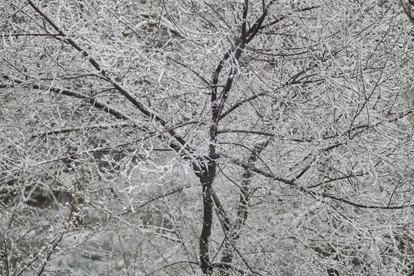 雪の木 木の上の雪だ 木の枝の雪 春の雪 — ストック写真