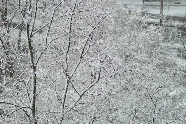 Χιονισμένα Δέντρα Χιόνι Στα Δέντρα Χιόνι Στα Κλαδιά Των Δέντρων — Φωτογραφία Αρχείου