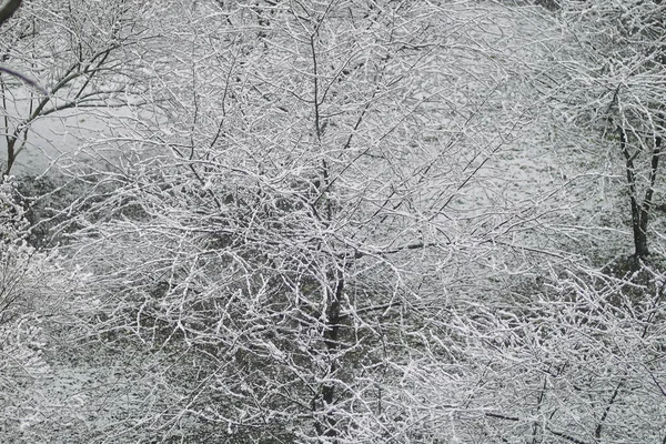 雪の木 木の上の雪だ 木の枝の雪 春の雪 — ストック写真